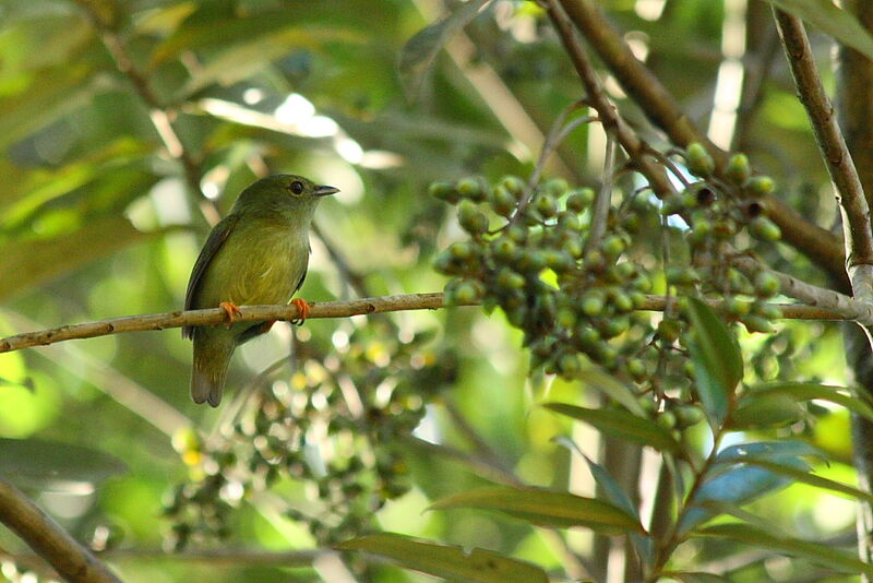 Manakin casse-noisette, identification