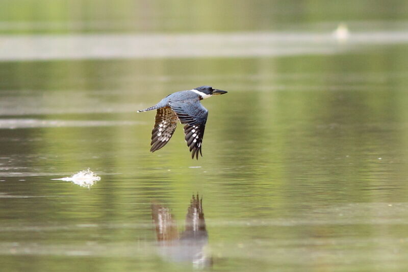 Ringed Kingfisheradult, Flight