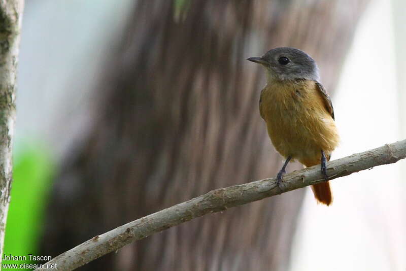 Cinnamon Neopipoadult, identification