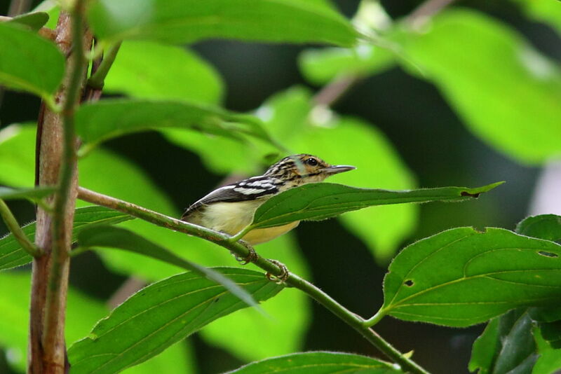 Pygmy Antwrenadult, identification