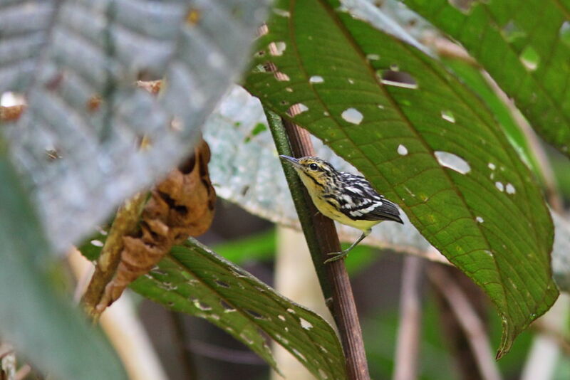 Myrmidon pygméeadulte, identification