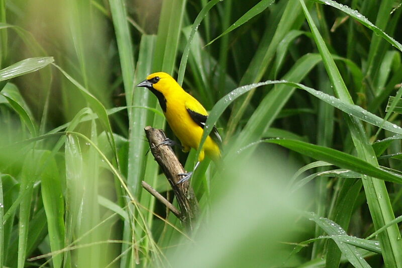 Yellow Oriole, identification