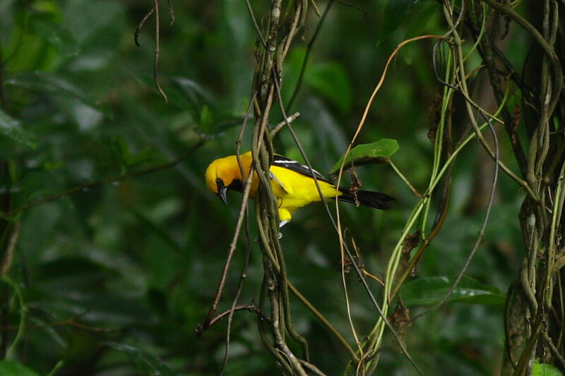 Oriole jaune, identification