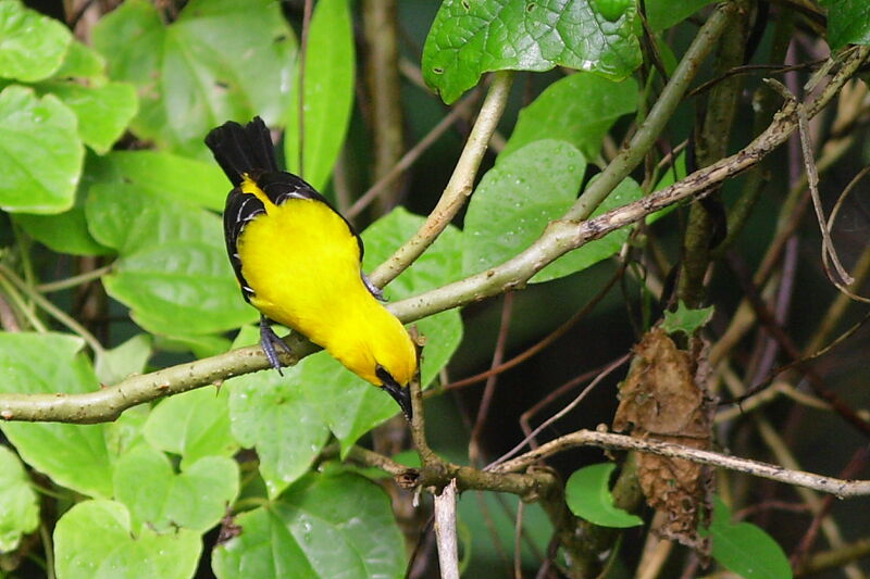 Oriole jaune