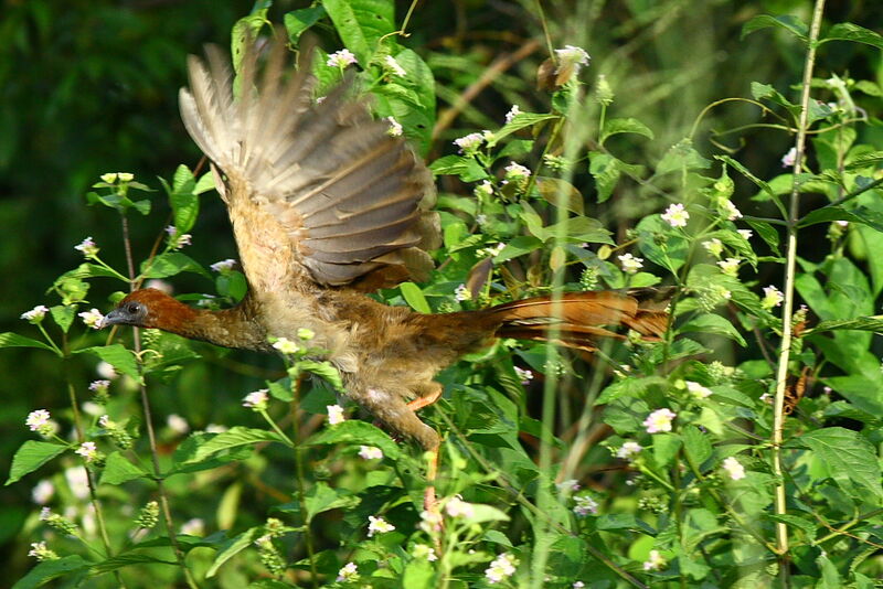 Little Chachalaca, Flight