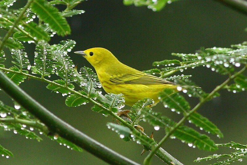 American Yellow Warbler