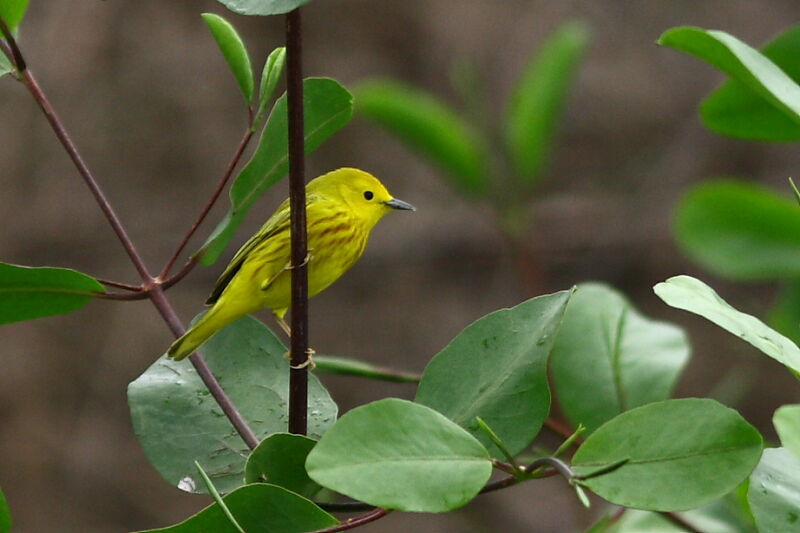 Paruline jaune, identification