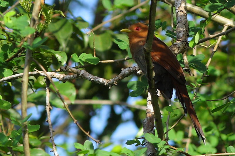 Little Cuckoo