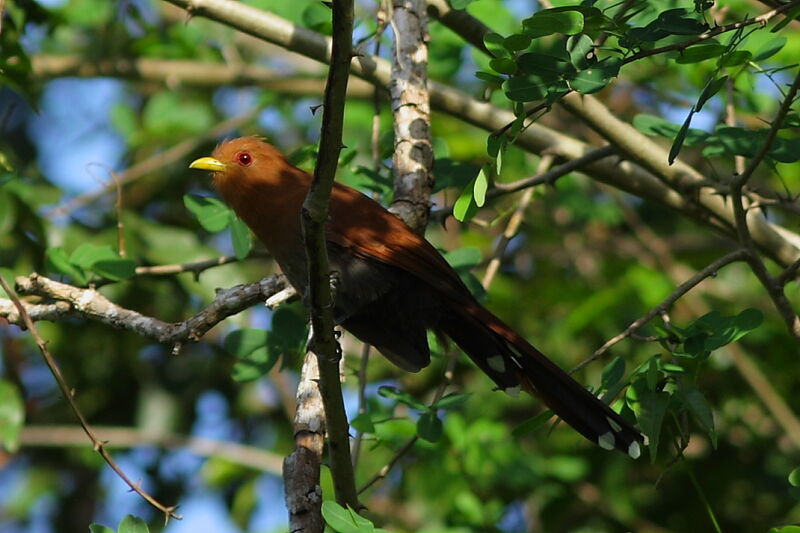 Little Cuckoo