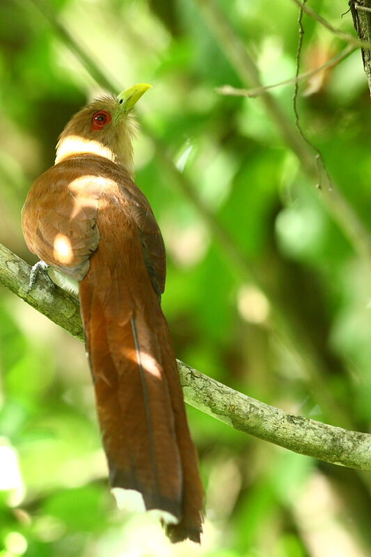 Piaye écureuil