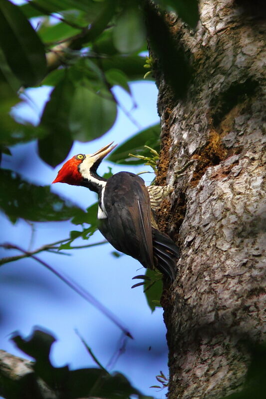 Crimson-crested Woodpecker female adult, identification