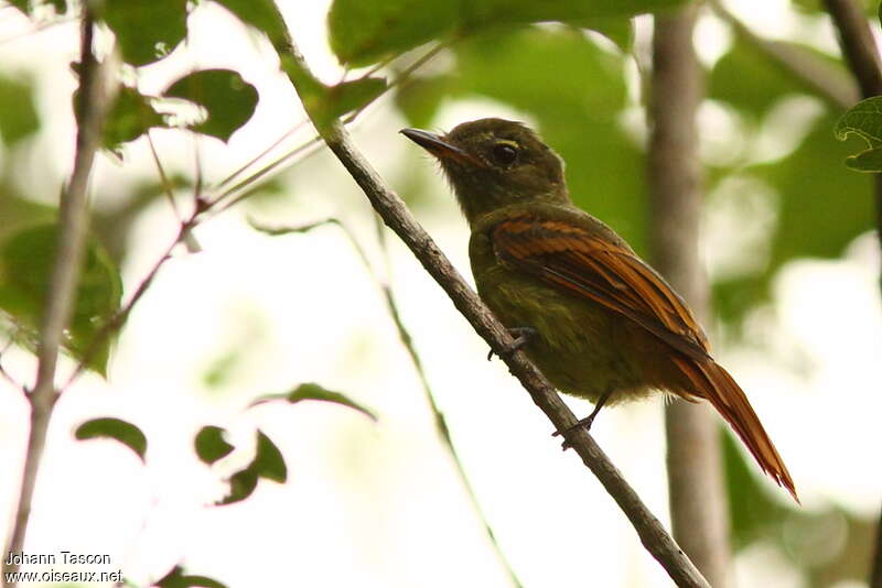 Rufous-tailed Flatbilladult, identification