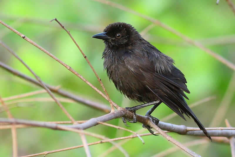 Carib Gracklejuvenile