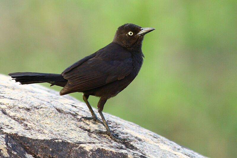 Carib Grackle female adult