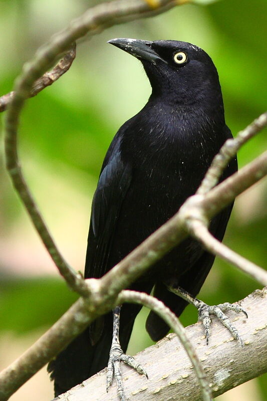 Carib Grackle male adult