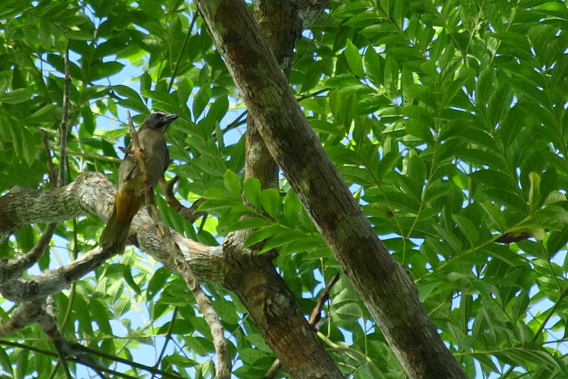 Saltator des grands-bois