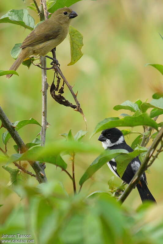 Sporophile à ailes blanches femelle adulte, identification