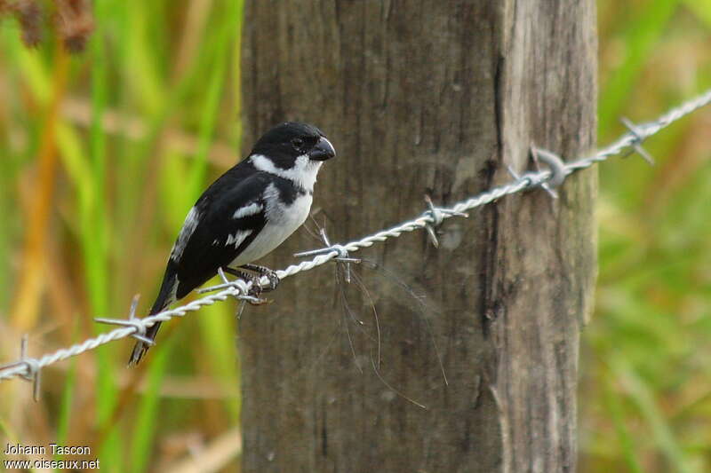 Wing-barred Seedeater male adult, identification