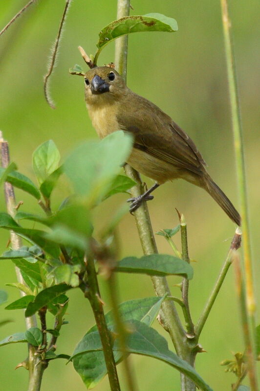 Sporophile à ailes blanches femelle adulte, identification