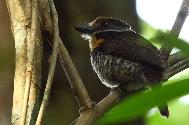 Spotted Puffbird