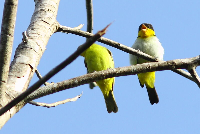 Yellow-backed Tanager adult