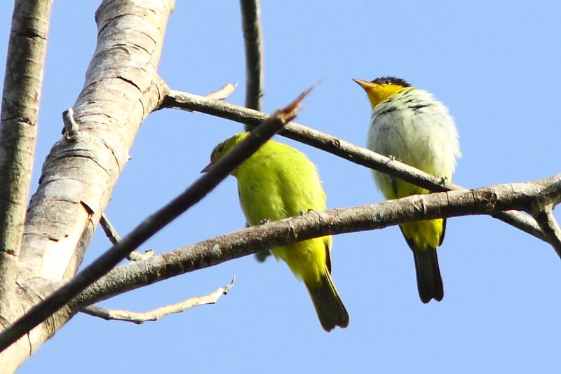 Tangara à dos jaune adulte