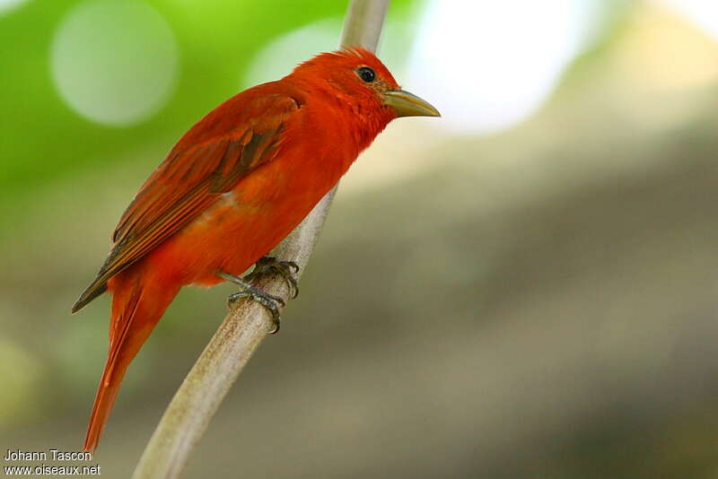 Summer Tanager male adult, identification