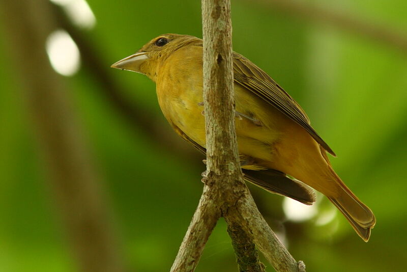 Tangara vermillon femelle adulte, identification