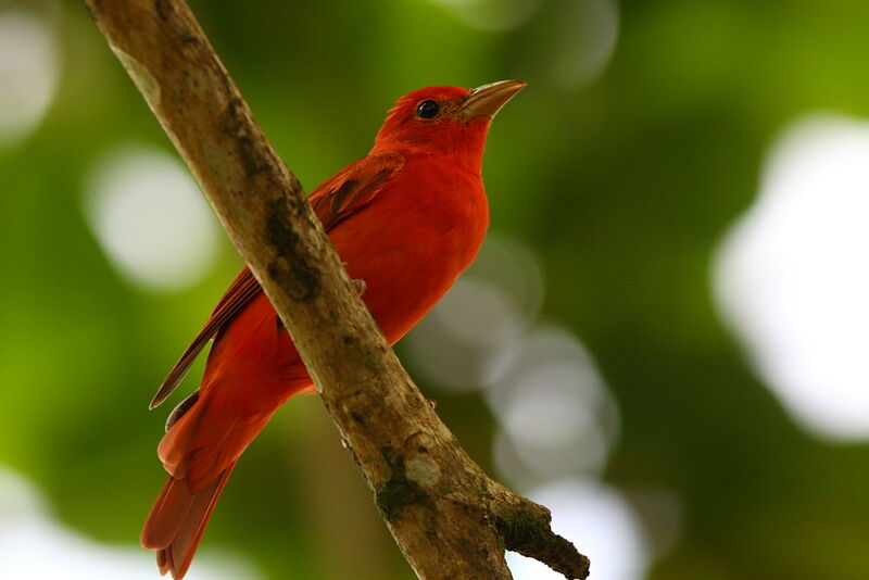 Summer Tanager male adult, identification