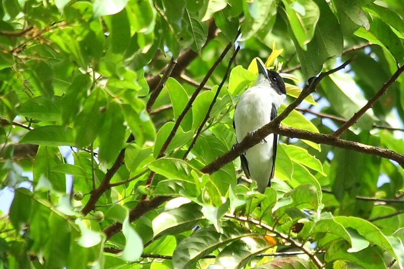 Tityre à tête noire, identification