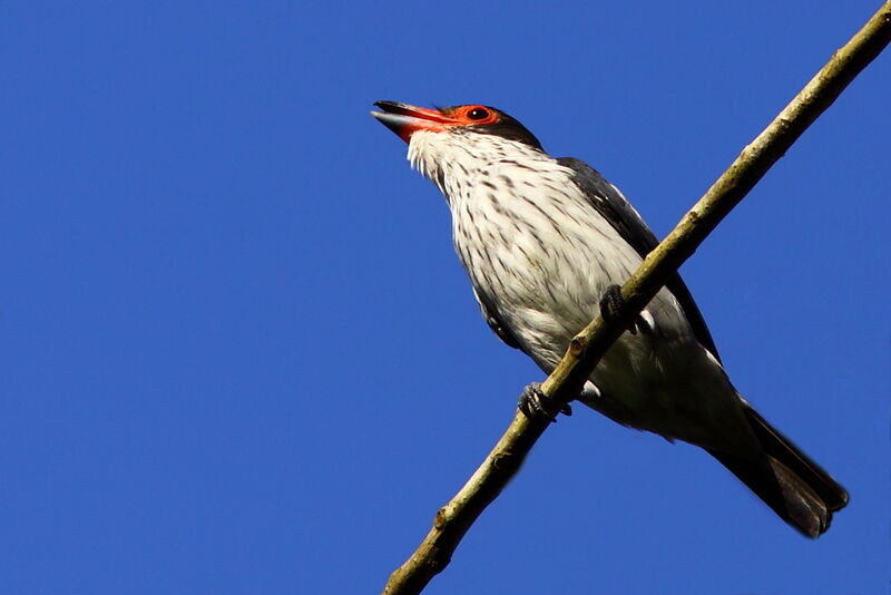 Black-tailed Tityra female adult, identification