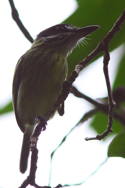 Todirostre peintadulte, identification