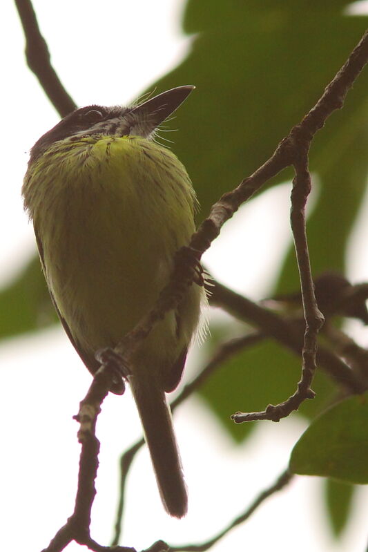 Painted Tody-Flycatcheradult, identification