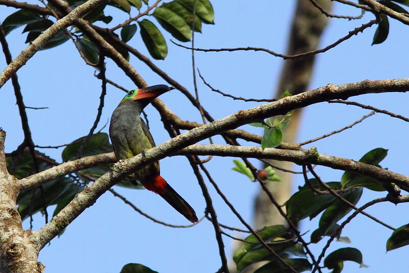 Guianan Toucanet female adult, identification