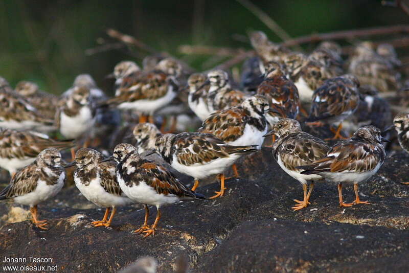 Ruddy Turnstoneadult transition, Behaviour