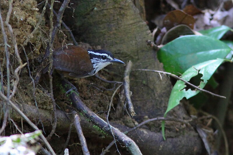 White-breasted Wood Wrenadult, identification