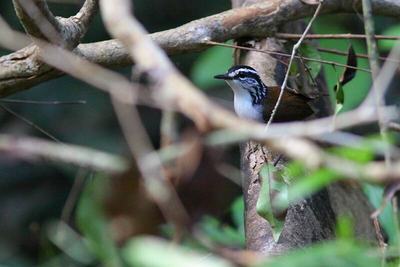 White-breasted Wood Wrenadult, identification