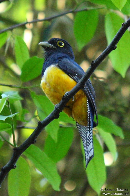 Trogon violacé, identification