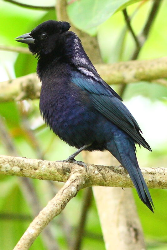 Vacher luisant mâle adulte, identification