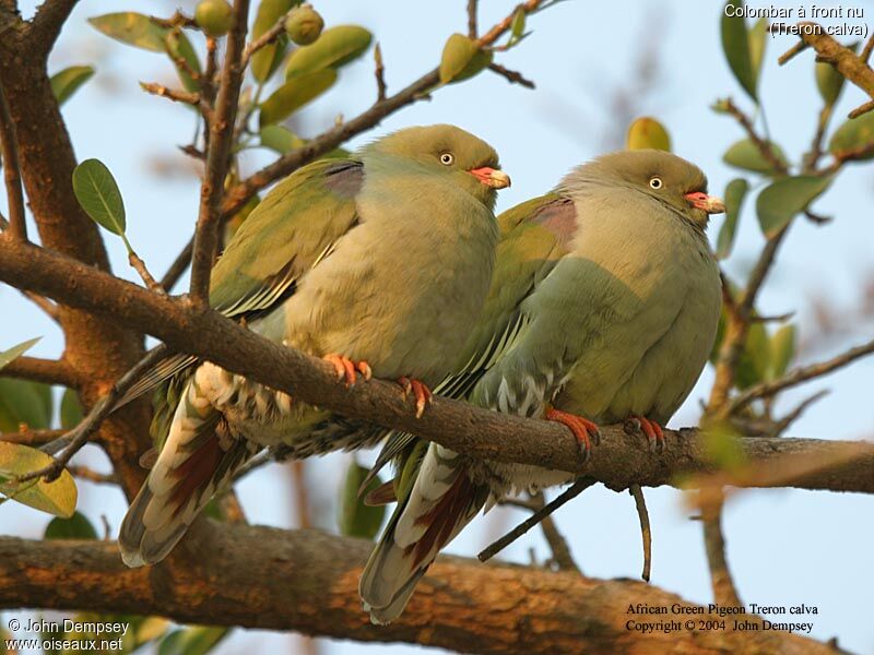 African Green Pigeon