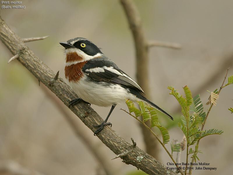 Chinspot Batis