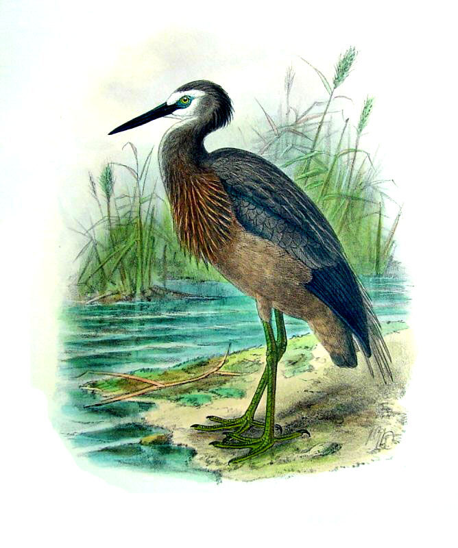 White-faced Heron