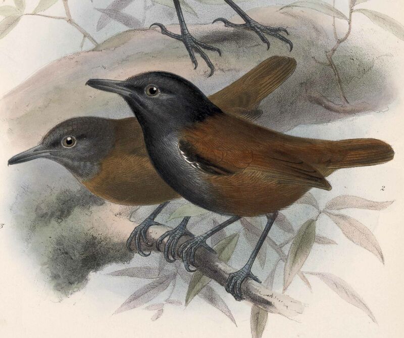 Blue-lored Antbird