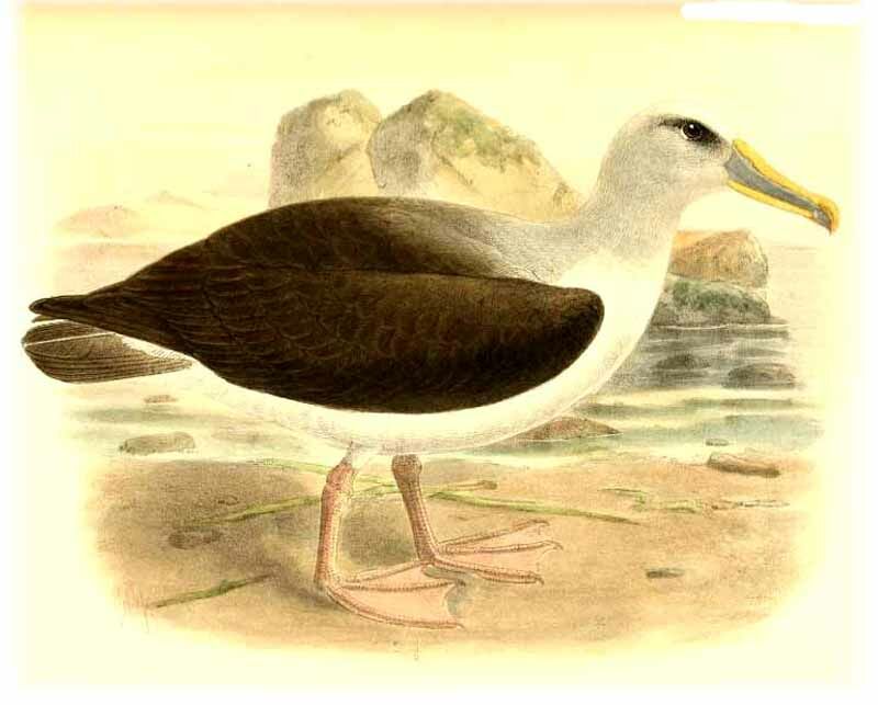 Buller's Albatross