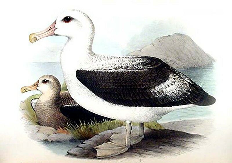 Snowy Albatross