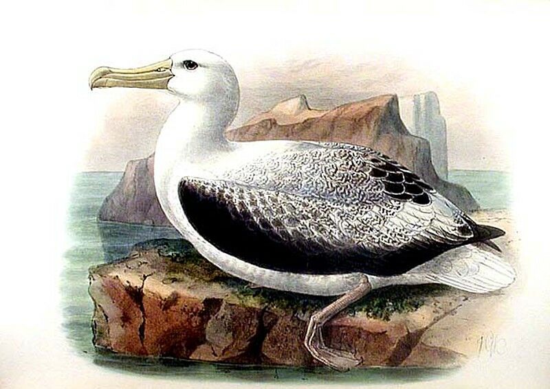 Southern Royal Albatross