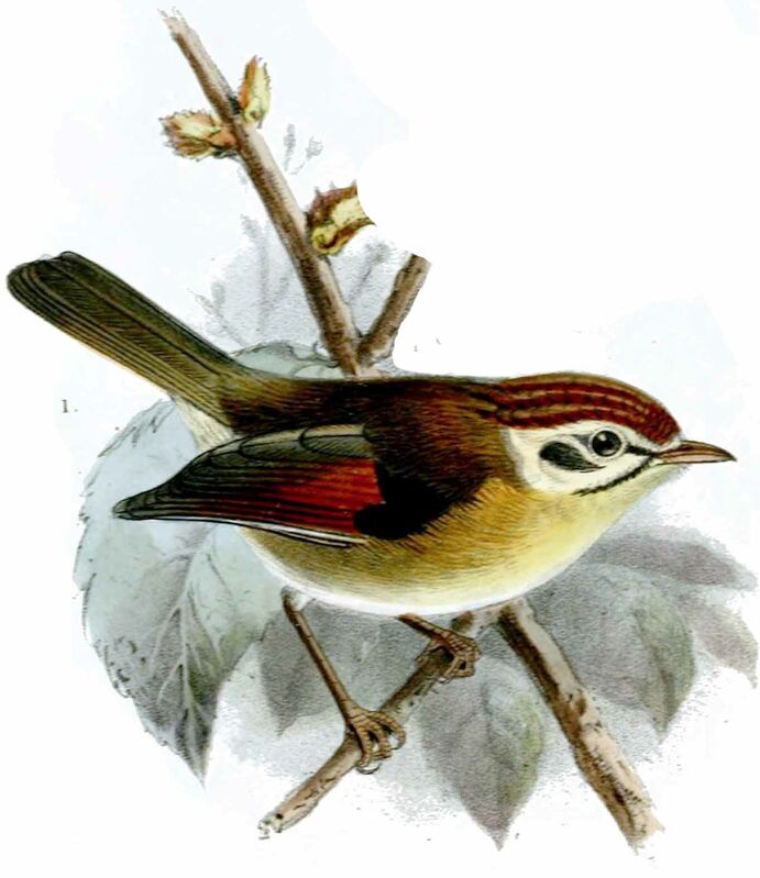 Rufous-winged Fulvetta