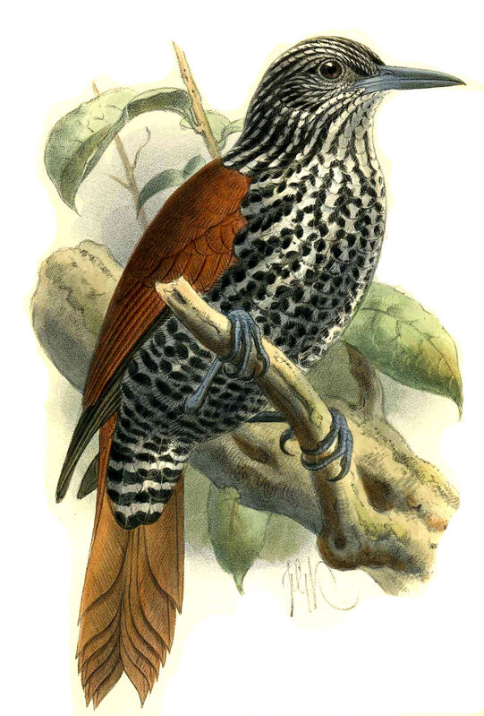 Point-tailed Palmcreeper