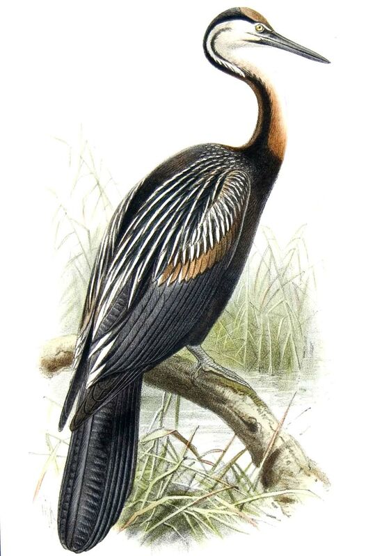 Anhinga d'Afrique