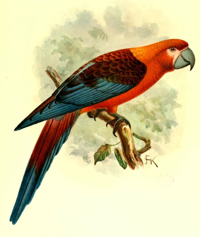 Cuban Macaw